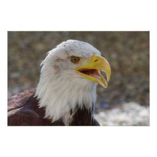 Pôster Haliaeetus leucocephalus