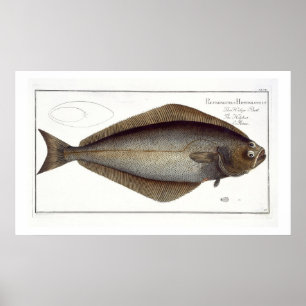Poster Halibut (Pleuronectes Hippoglossus), placa XLVII p