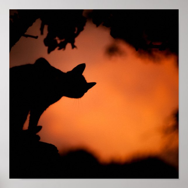 Poster Halloween Black Cat Orange Background Personalizar (Frente)