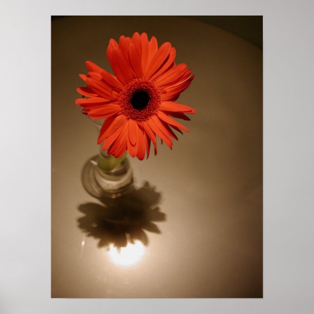 Pôster Halo Daisy (Frente)