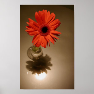 Pôster Halo & Silhouette Daisy