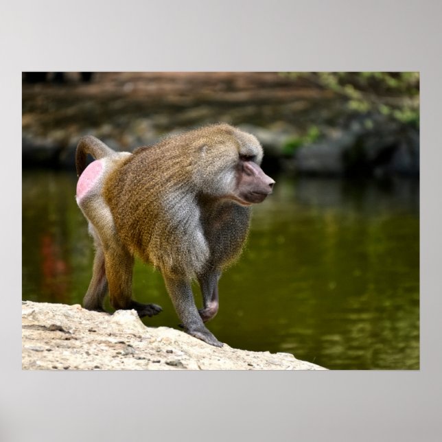 Poster Hamadryas baboon andando no cartaz de férias no ch (Frente)