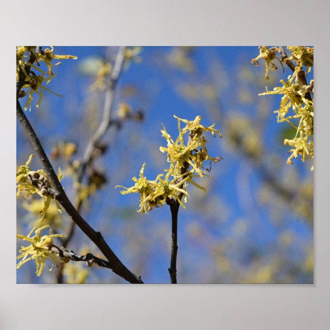 Poster Hamamélis em Flor (Frente)