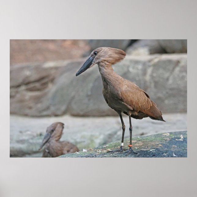 Poster Hamerkop (Scopus umbretta) (Frente)