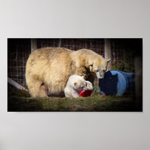 Poster Hamish pequenino o urso Cub polar