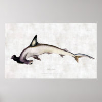 Hammerhead Shark