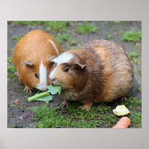 Pôster Hamster