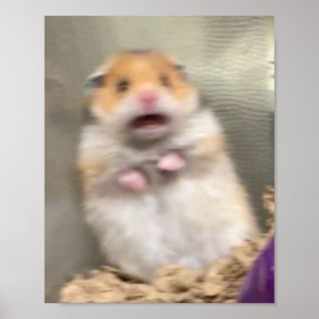 Poster Hamster Assustado (Frente)