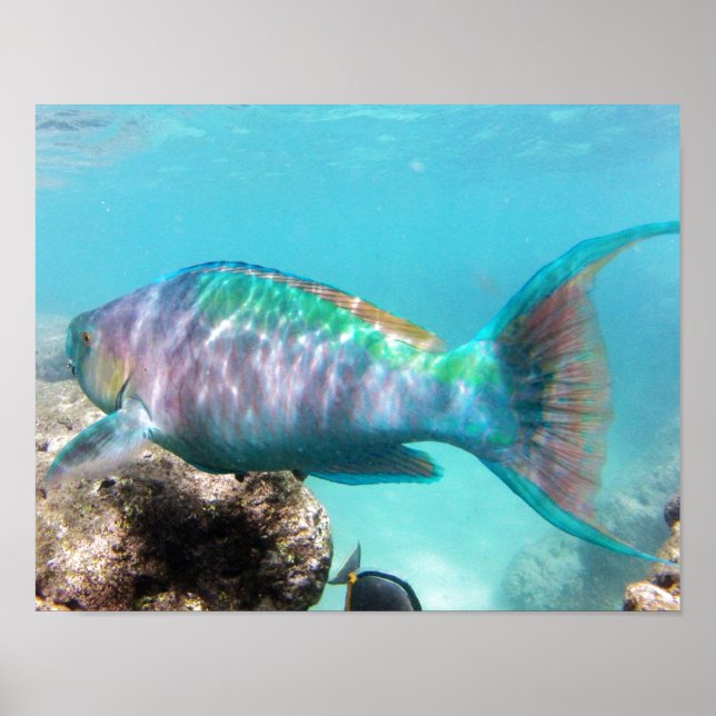 Poster Hanauma Bay Hawaii - Peixe-Papagaio (Frente)