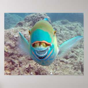 Poster Hanauma Bay Parrot Fish
