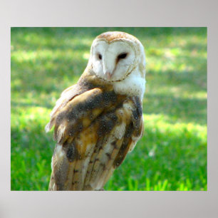 Pôster Handsome Barn Owl