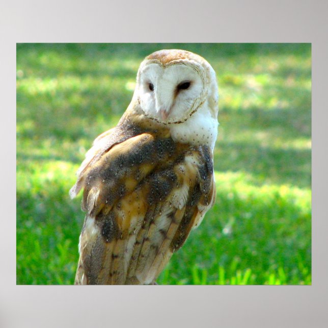 Pôster Handsome Barn Owl (Frente)