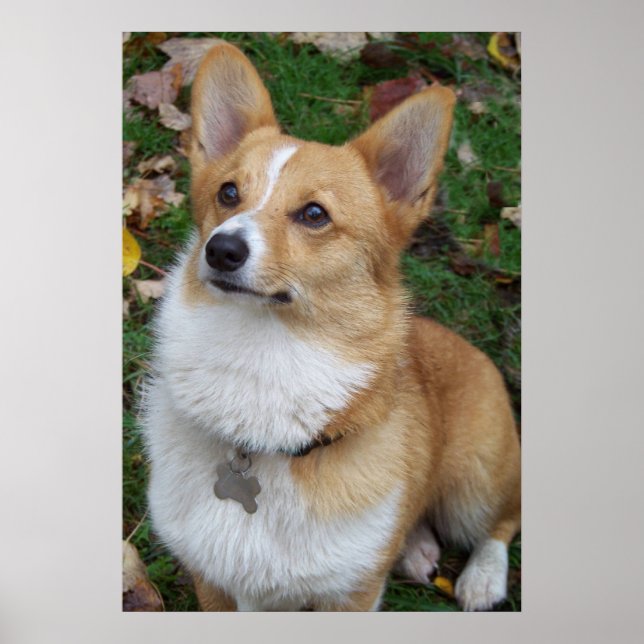 Pôster Handsome Corgi (Frente)
