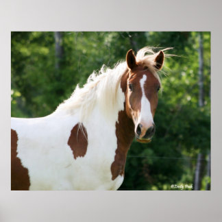 Pôster Handsome Sonny