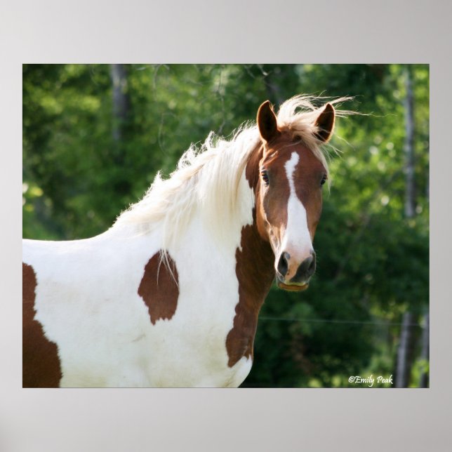 Pôster Handsome Sonny (Frente)