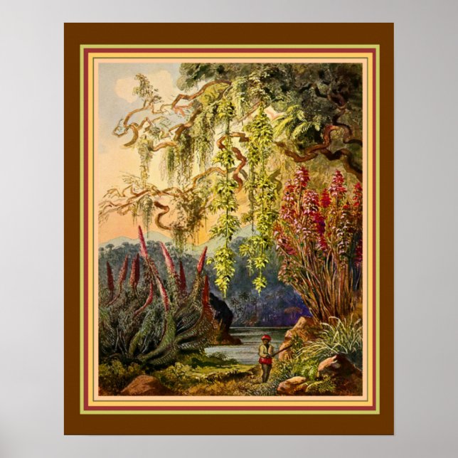 Poster "Hanging Bamboo of Sri Lanka", por Haeckel ca. 188 (Frente)