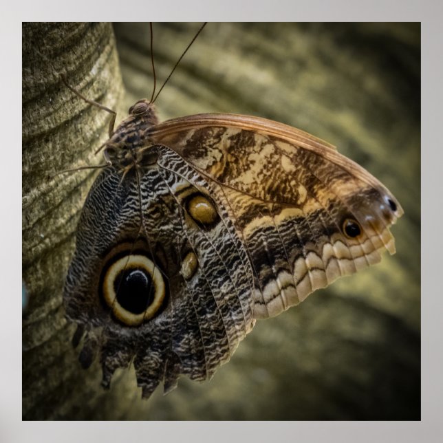 Poster Hanging On (Frente)