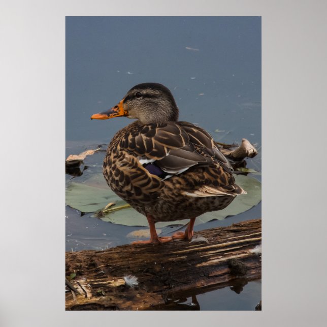 Poster Hanging Out (Frente)