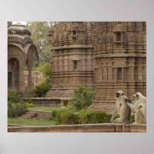 Poster Hanuman Langurs ou Black-Face, Common ou Cinza