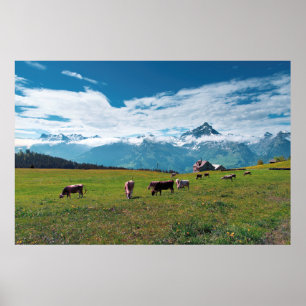 Poster Happy Cows on the Farm in Switzerland