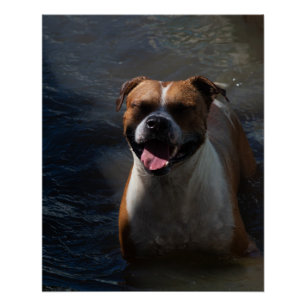 Pôster Happy Dog Swimming