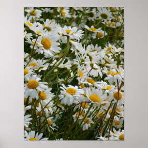 Poster Happy Flower Meadow - Cara feliz com a margarida s