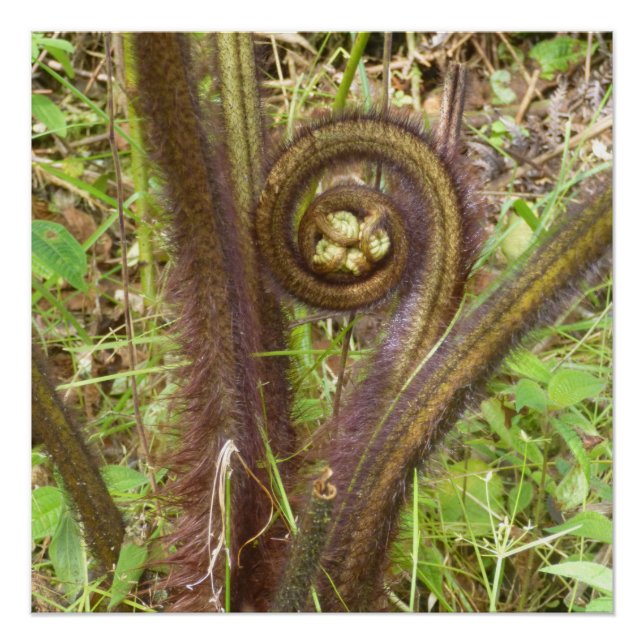 PÔSTER HAPUU FERN PULU (Frente)