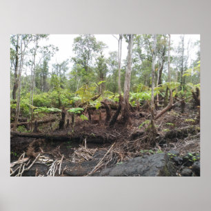 POSTER HAPUU FERNS BIG ISLAND HAWAII