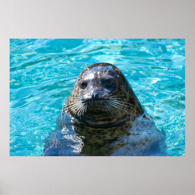 Pôster Harbor seal (Frente)