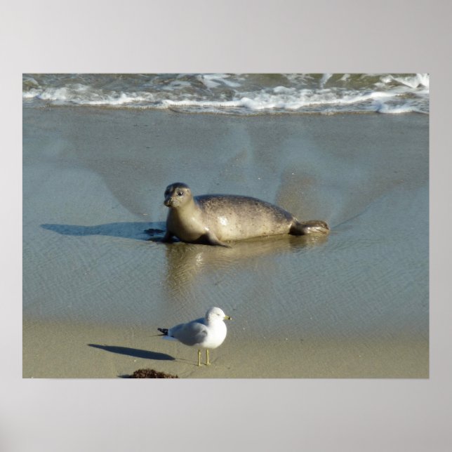 Poster Harbor Seal em La Jolla California (Frente)