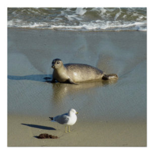 Pôster Harbor Seal em La Jolla California