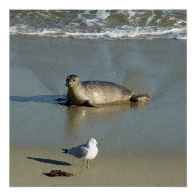 Pôster Harbor Seal em La Jolla California (Frente)
