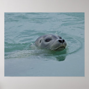 Poster Harbor Seal nadando no lago glacial de Jokulsarlon