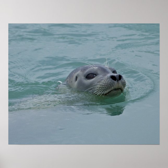 Poster Harbor Seal nadando no lago glacial de Jokulsarlon (Frente)