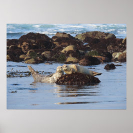 Poster Harbor Seal Posers