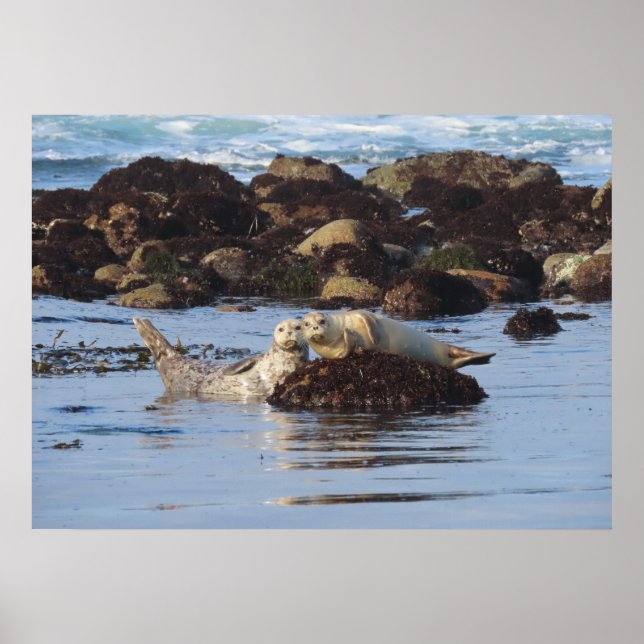 Poster Harbor Seal Posers (Frente)