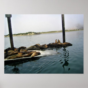 Poster Harbor Seals, Morro Bay, Califórnia