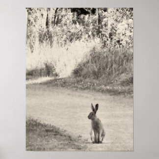 Poster Hare hoje