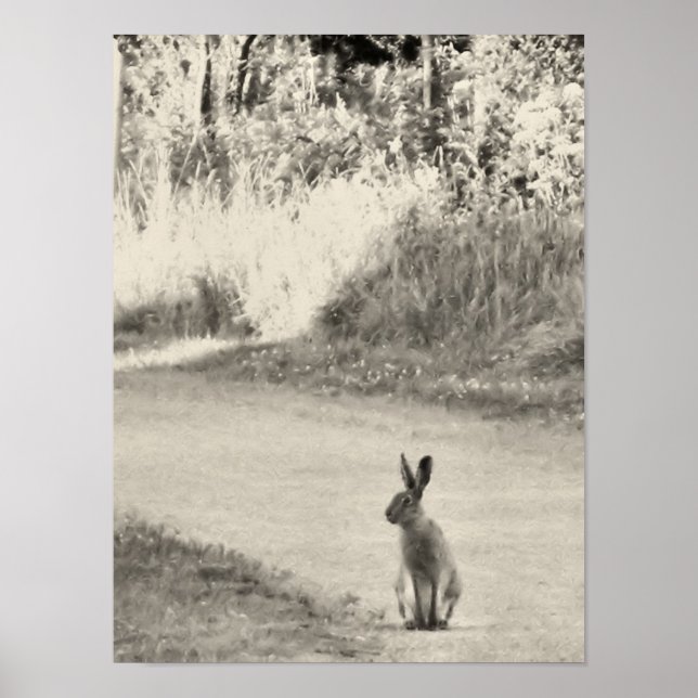 Poster Hare hoje (Frente)