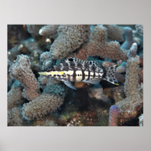 Poster Harlequin Bass