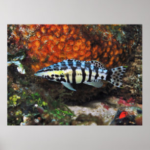 Poster Harlequin Bass