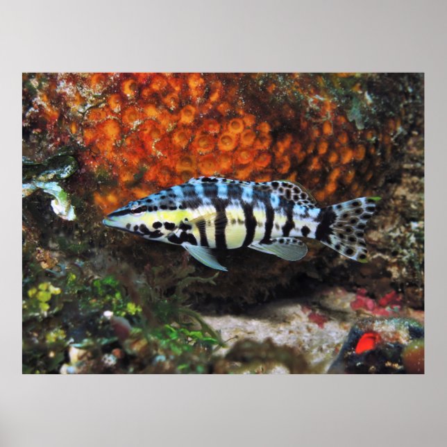 Poster Harlequin Bass (Frente)