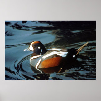 Pôster Harlequin Duck