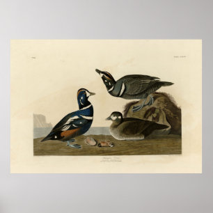 Poster Harlequin Duck - das Aves da América de Audubon