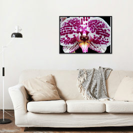 Pôster Harlequin Moth Orchid Fotografia Glossy