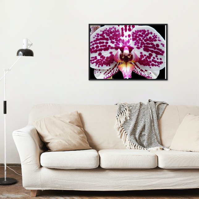 Pôster Harlequin Moth Orchid Fotografia Glossy (In Situ)