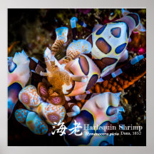 Harlequin Shrimp, Hymenocera picta,