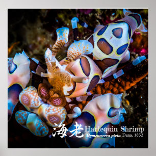 Pôster Harlequin Shrimp, Hymenocera picta,