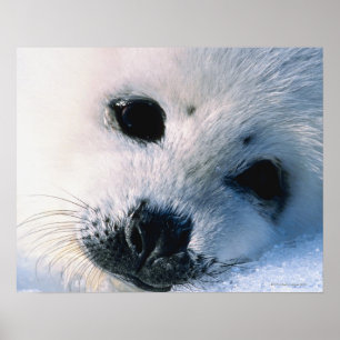 Pôster Harp seal pup 2