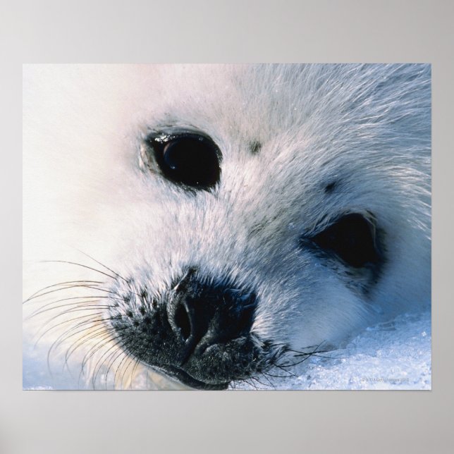 Pôster Harp seal pup 2 (Frente)